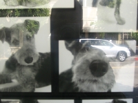 how-much-is-that-doggie-in-the-window-sf-ca-usa