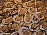 world-famous-welfleet-oysters-welfleet-ma-cape-cod-usa