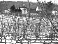 truro-vineyards-in-winter-cape-cod-ma-jpg